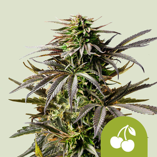 Cherry Pie Autoflower (Royal Queen Seeds) Feminiserede