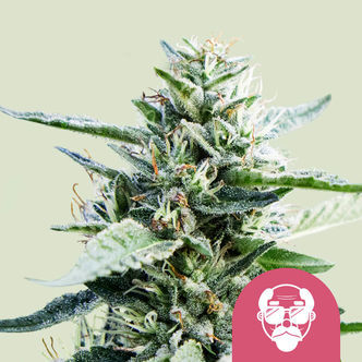 Granddaddy Purple (Royal Queen Seeds) feminiserede