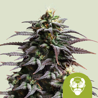 Granddaddy Purple Automatic (Royal Queen Seeds) feminiserede