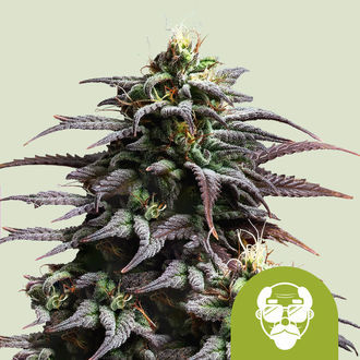 Granddaddy Purple Autoflower (Royal Queen Seeds) Feminiserede