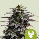Granddaddy Purple Autoflower (Royal Queen Seeds) Feminiserede