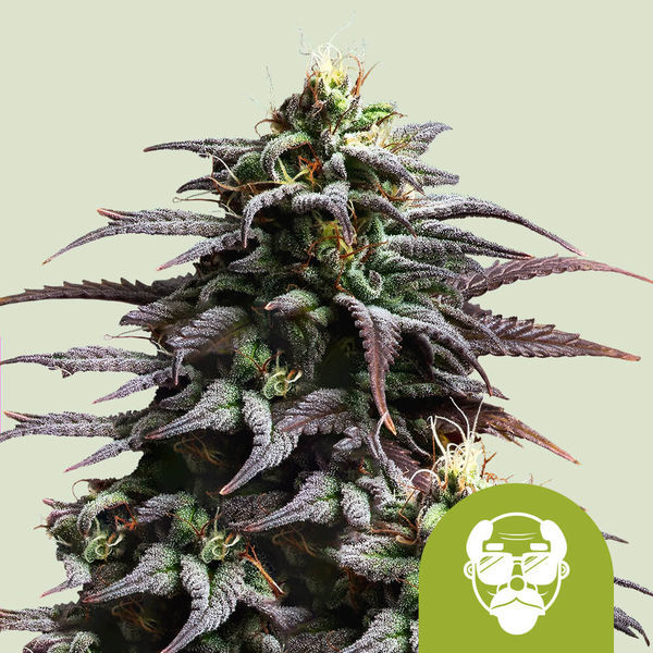 Granddaddy Purple Autoflower (Royal Queen Seeds) Feminiserede