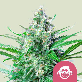 Grape Ape (Royal Queen Seeds) feminiserede cannabisfr&oslash;