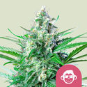 Grape Ape (Royal Queen Seeds) Feminiserede