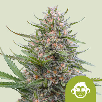 Grape Ape Automatic (Royal Queen Seeds) feminiserede cannabisfr&oslash;