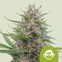 Grape Ape Autoflower (Royal Queen Seeds) Feminiserede
