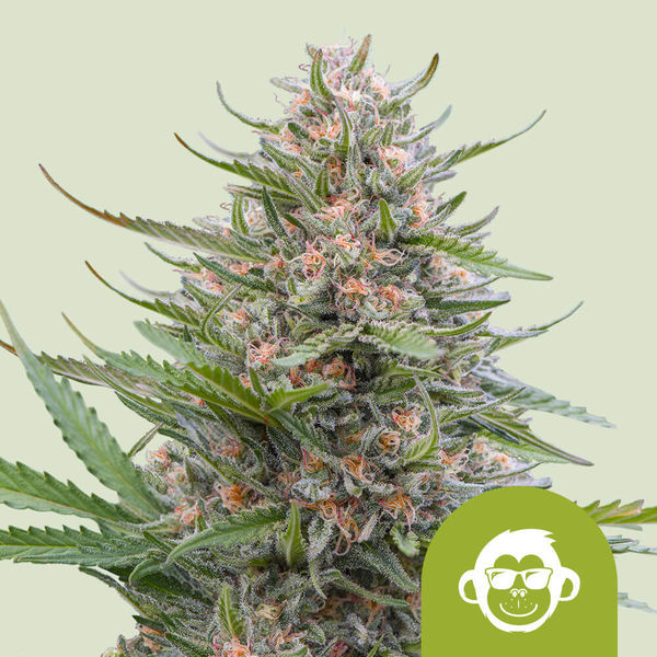 Grape Ape Autoflower (Royal Queen Seeds) Feminiserede