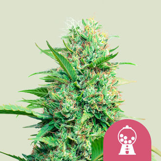 Pink Runtz (Royal Queen Seeds) Feminiserede
