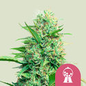 Pink Runtz (Royal Queen Seeds) Feminiserede