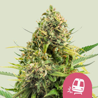 Trainwreck (Royal Queen Seeds) Feminiserede