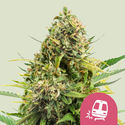 Trainwreck (Royal Queen Seeds) Feminiserede