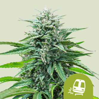 Trainwreck Automatic (Royal Queen Seeds) Feminiserede cannabisfr&oslash;