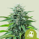 Trainwreck Autoflower (Royal Queen Seeds) Feminiserede