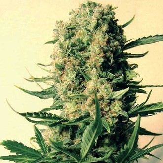Critical Skunk (Mr. Nice) regul&aelig;r