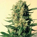 Critical Skunk (Mr. Nice) regulær