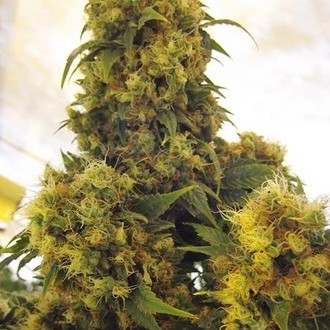 Critical Skunk (Mr. Nice) regulær