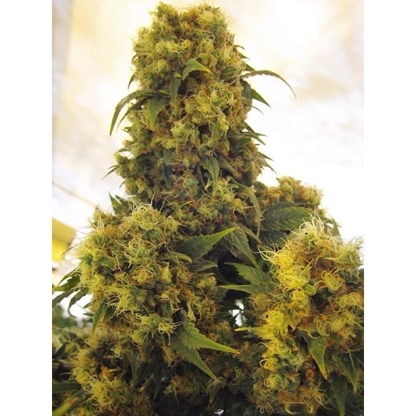 Critical Skunk (Mr. Nice) regulær