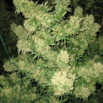Critical Skunk (Mr. Nice) regulær