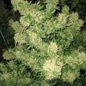 Critical Skunk (Mr. Nice) regulær