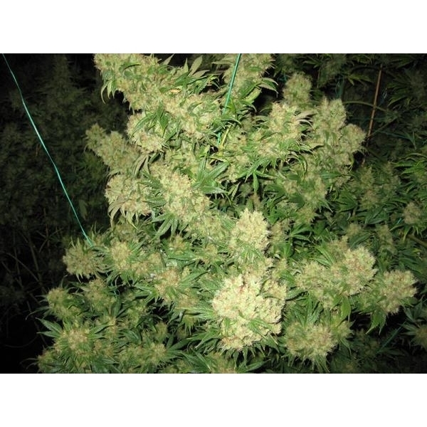 Critical Skunk (Mr. Nice) regulær