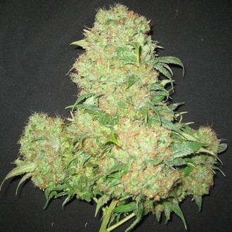 Critical Skunk (Mr. Nice) regulær