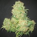 Critical Skunk (Mr. Nice) regulær
