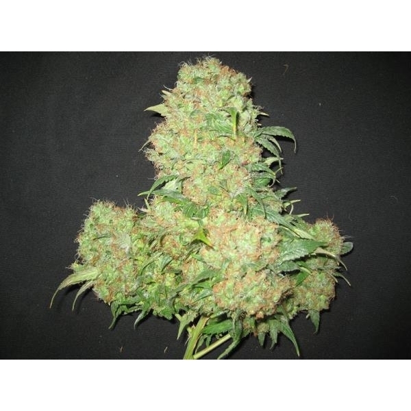 Critical Skunk (Mr. Nice) regulær