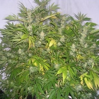 Critical Skunk (Mr. Nice) regulær