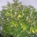 Critical Skunk (Mr. Nice) regulær