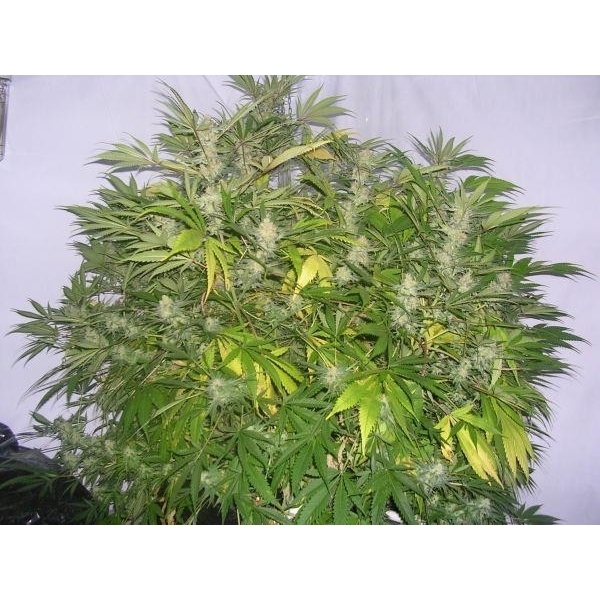 Critical Skunk (Mr. Nice) regulær
