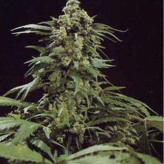 G13 x Skunk (Mr. Nice) regul&aelig;r
