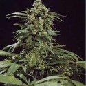 G13 x Skunk (Mr. Nice) regulær