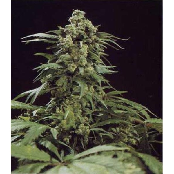 G13 x Skunk (Mr. Nice) regulær