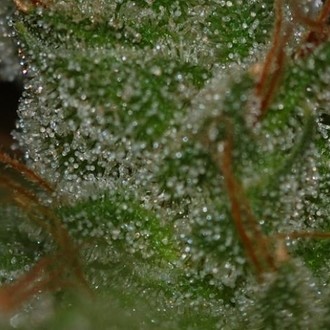 G13 x Skunk (Mr. Nice) regulær