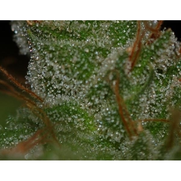 G13 x Skunk (Mr. Nice) regulær