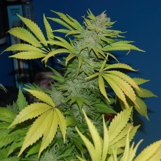 G13 x Skunk (Mr. Nice) regulær