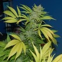 G13 x Skunk (Mr. Nice) regulær