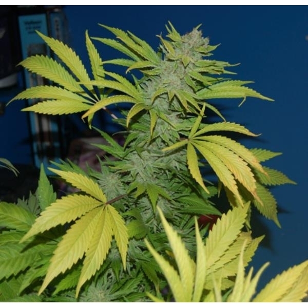 G13 x Skunk (Mr. Nice) regulær