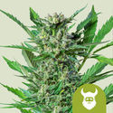 Royal Dwarf Autoflower (Royal Queen Seeds) Feminiserede