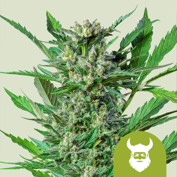 Royal Dwarf Autoflower (Royal Queen Seeds) Feminiserede