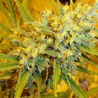 Critical Haze (Mr. Nice) regul&aelig;r