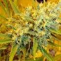 Critical Haze (Mr. Nice) regulær
