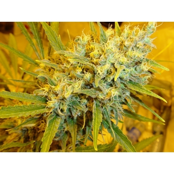 Critical Haze (Mr. Nice) regulær