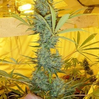 Critical Haze (Mr. Nice) regulær