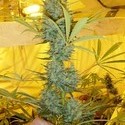 Critical Haze (Mr. Nice) regulær