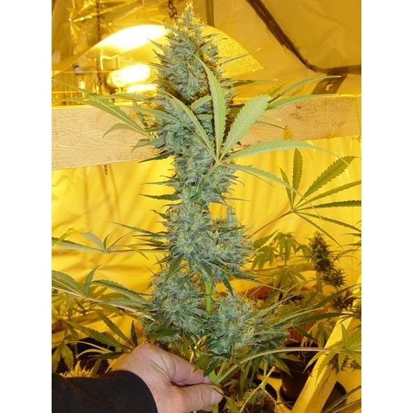 Critical Haze (Mr. Nice) regulær