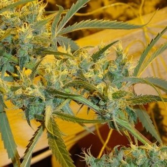 Critical Haze (Mr. Nice) regulær