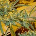 Critical Haze (Mr. Nice) regulær
