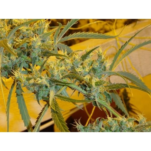 Critical Haze (Mr. Nice) regulær