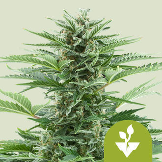 Easy Bud Autoflower (Royal Queen Seeds) Feminiserede